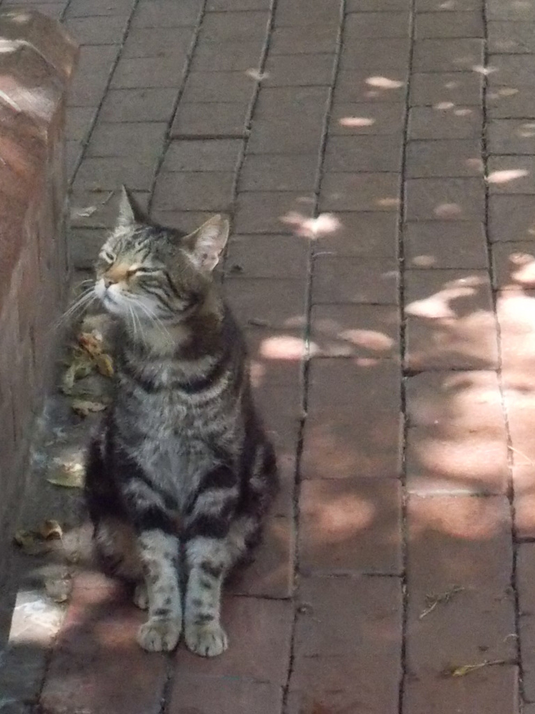 眩しいニャ～～