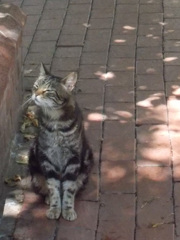 眩しいニャ～～