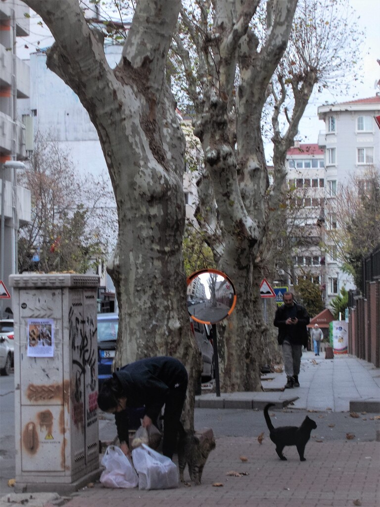 しっぽ　ピーーン～