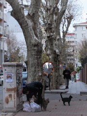 しっぽ　ピーーン～