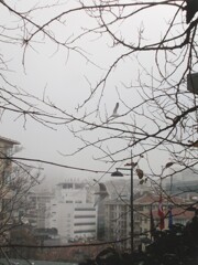 霧の朝～～　かもめ～～