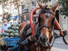 ジプシーの馬車を曳く＊＊＊