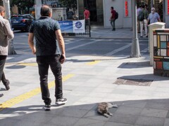 朝ニャ坊～～.。o○