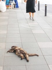 ごめん…って言って通ります…私達