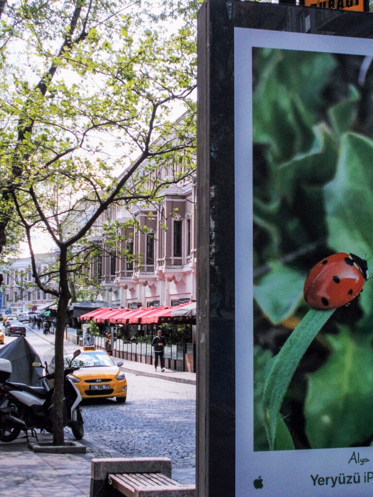 テントウムシ＊＊＊