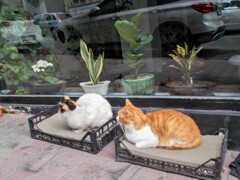 美容院のお兄ちゃんたちが作ってくれた（発車しない）寝台列車～