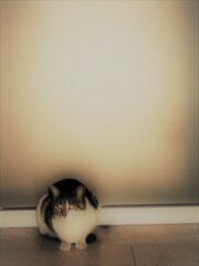 とっても神々しかったニャン～～♡