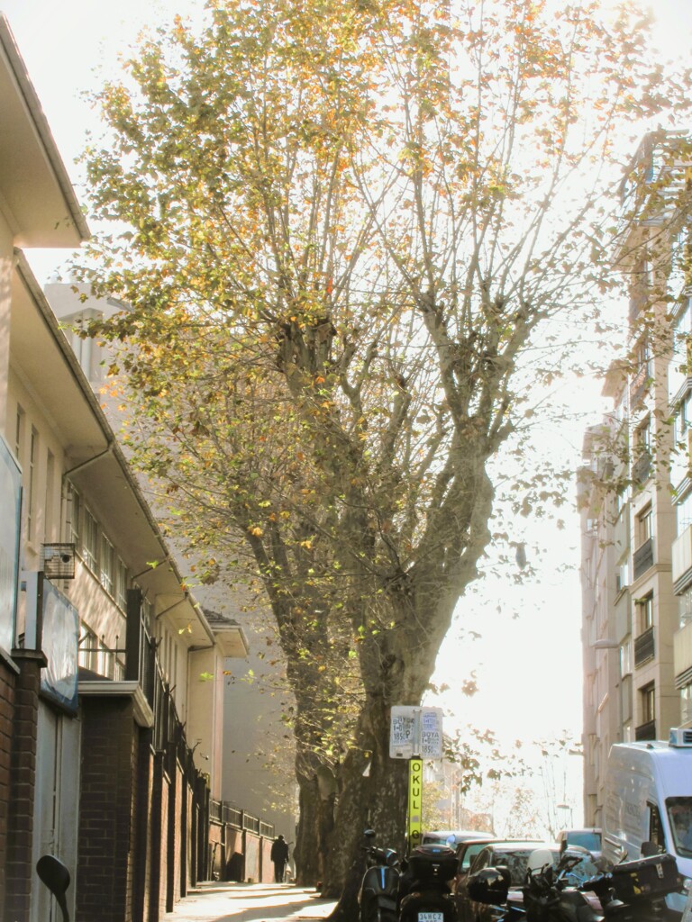 大樹の誇り～♡