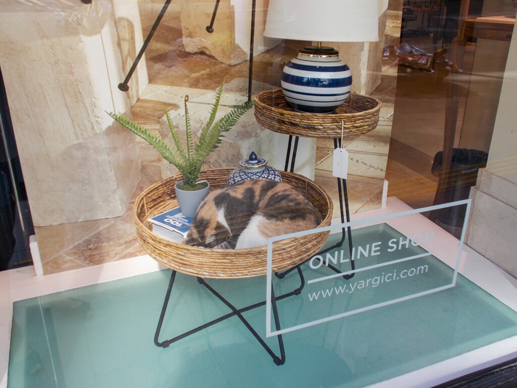 お店のディスプレー　＊通りの野良ちゃん以外＊
