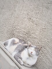 あの通りの…粉砂糖たっぷりのドーニャーツ…zzz～