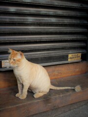 通りの長毛ニャンも夏仕様～～♪