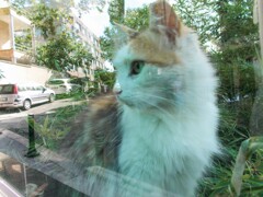 kedi  トルコ語ネコ～