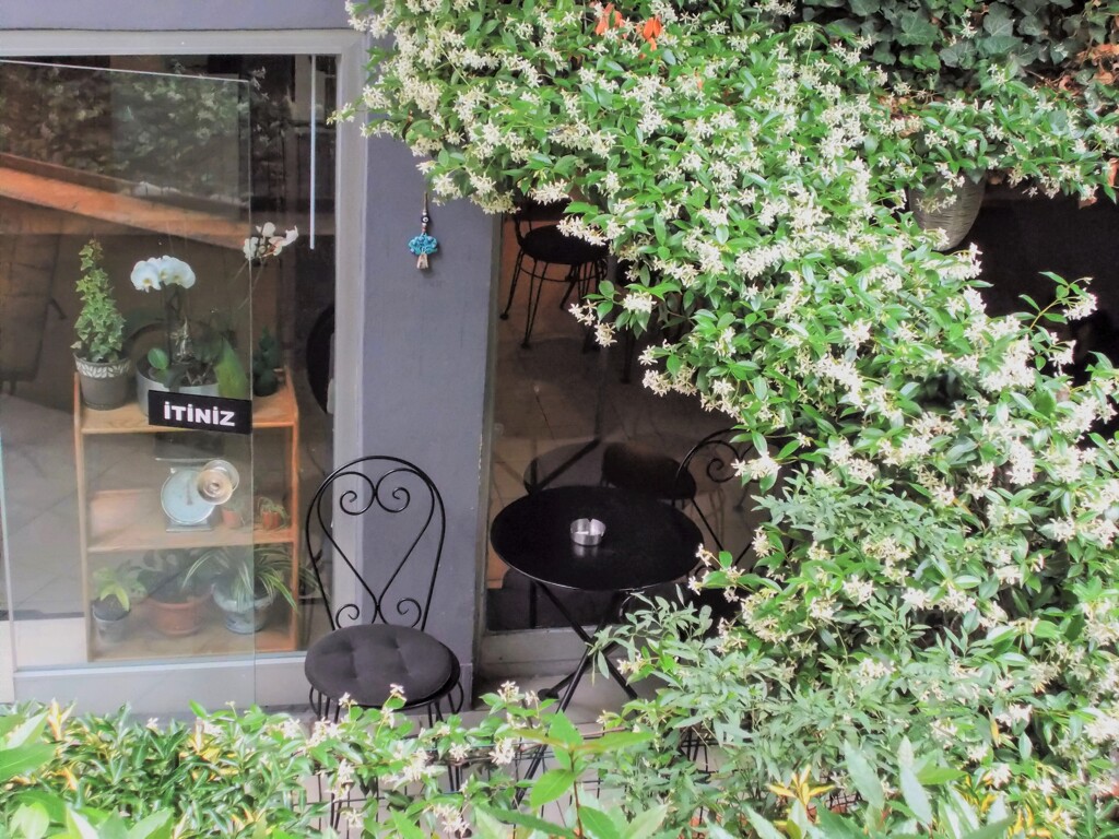 どこまでも続くジャスミンの生垣の薫る住宅街～