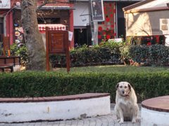 おっさんのポートレート…ワン！