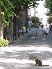 ふーん～～　（ニャンちゃんの呟き）～～♪