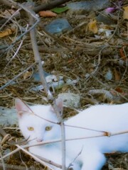 影の薄い白猫…