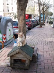 えーと　3丁目は三毛ちゃん？トラちゃん？黒ちゃん？