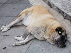 戦いの中休み～どんな苦難を乗り越えてきているんでしょう…！