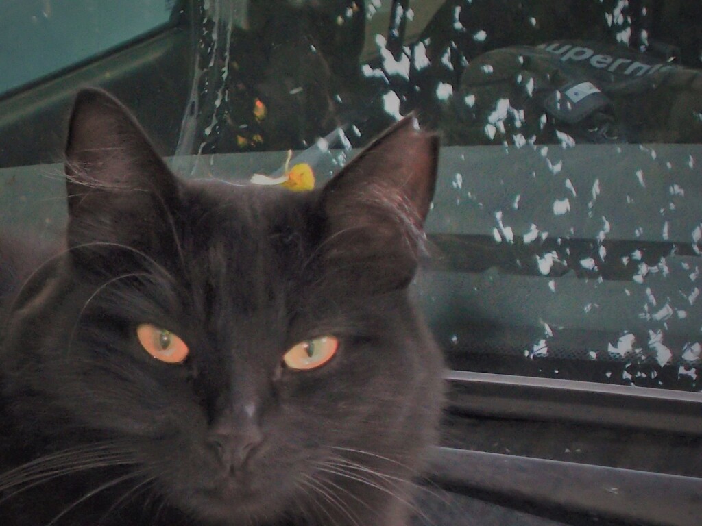 黒猫の魅惑とか…威厳とか…