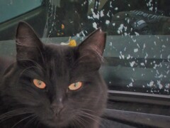 黒猫の魅惑とか…威厳とか…