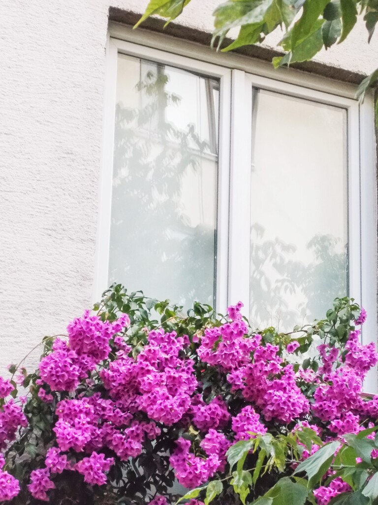 窓～　道行く人の為に～☆　住人はきっと…