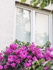 窓～　道行く人の為に～☆　住人はきっと…