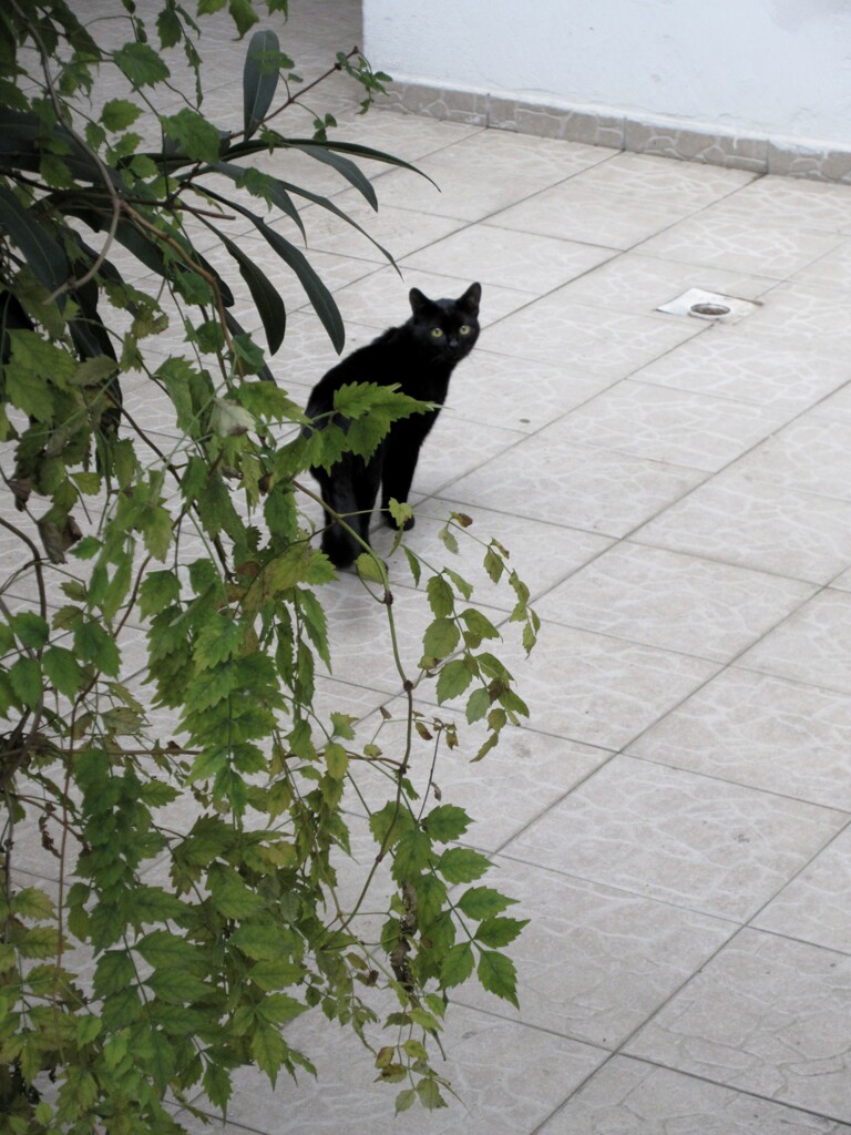 黒たんの風邪…すっかり回復…♪