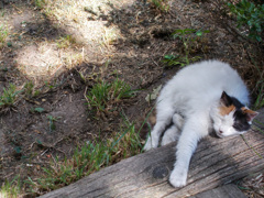 う～～ん　あとでね～～Zzz～