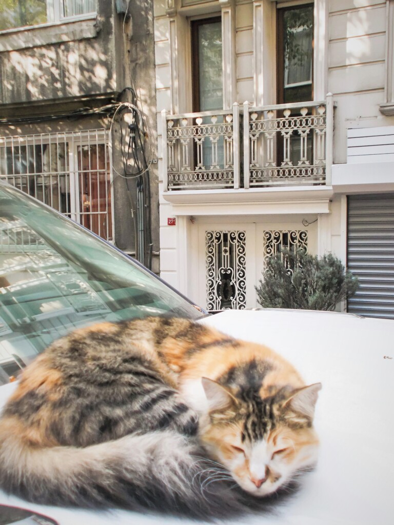 平和な朝が百年続きますように～～♡