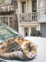 平和な朝が百年続きますように～～♡