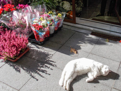 落ち葉と落ちニャンと咲く花達～