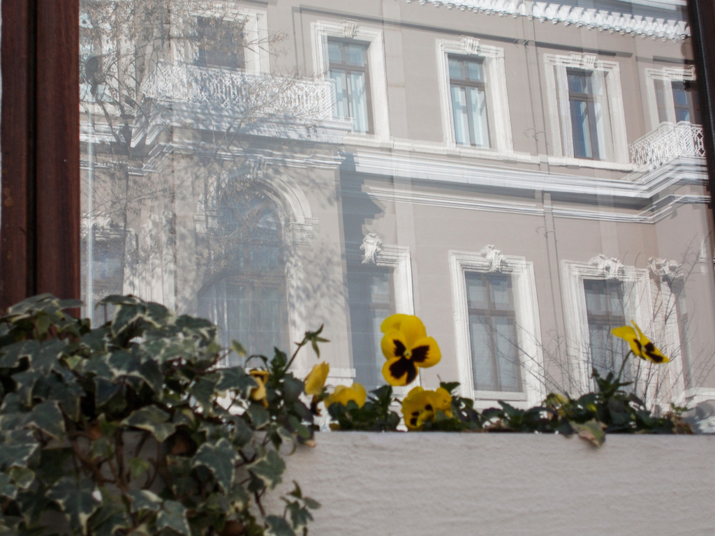 何だか　すごく威張ってるパンジー～