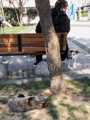 ワンちゃんをからかう悪ニャン～