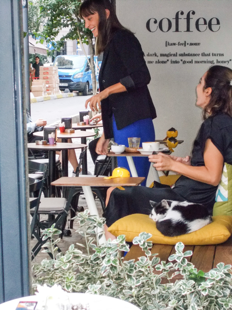 楽しいお喋り＋猫