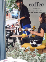 楽しいお喋り＋猫