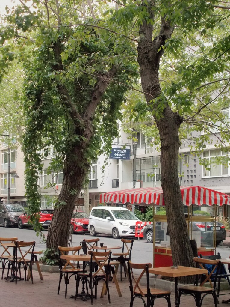 簡易ティーガーデン～～♪