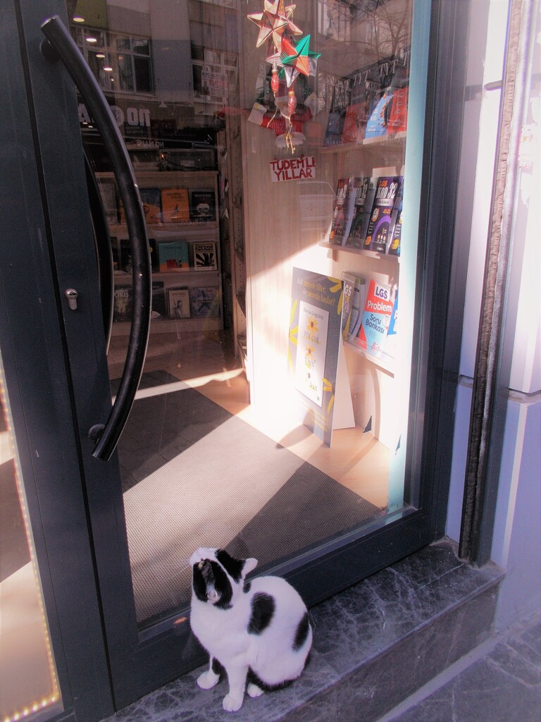 あのお星さま…！　何度見ても気になるニャ…☆★☆