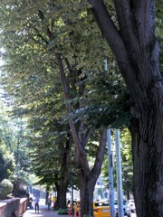 大樹と伴に～