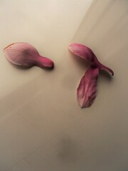 色は匂へど 散りぬるを…