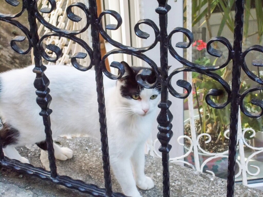 シャネルスーツのきれいな野良ちゃん～でも男の子～