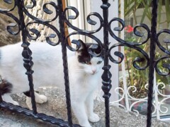 シャネルスーツのきれいな野良ちゃん～でも男の子～