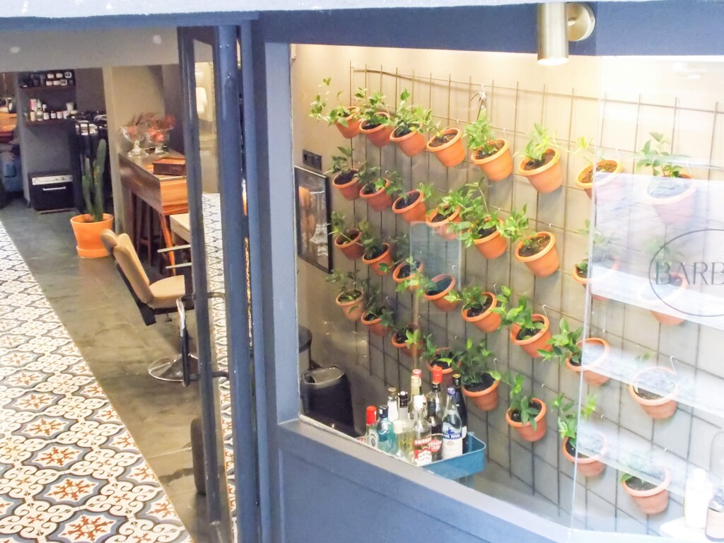 美容院の植木の赤ちゃんたち～♪