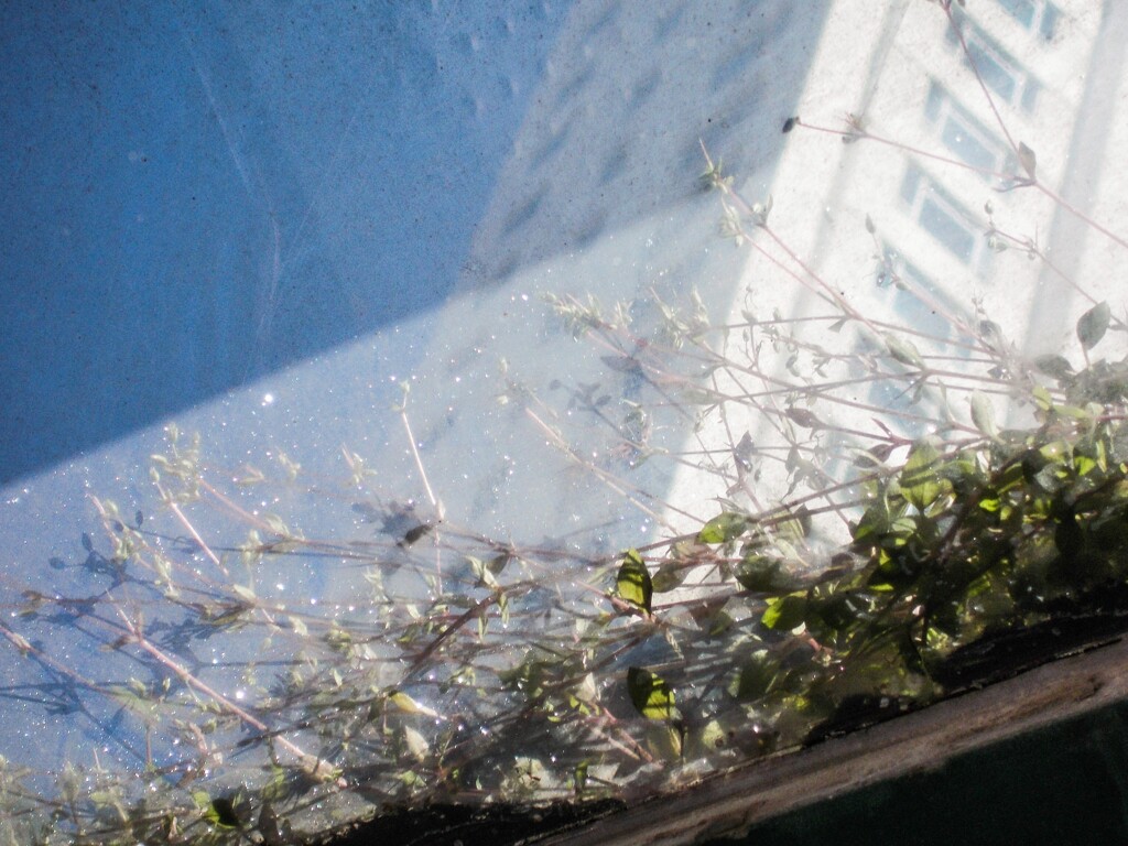 バス停　アクリル板屋根の春～