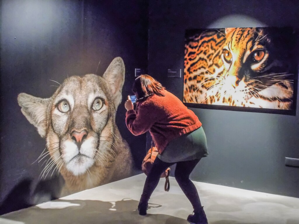 ネコ科の気持ち～～