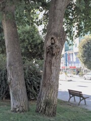 人恋しさが沁み込んだ椅子～～