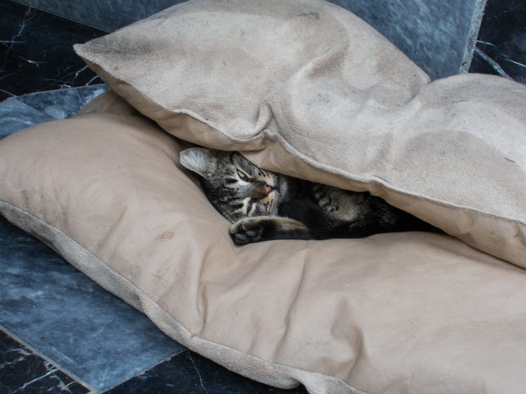 暖かプレゼント♡ぬくぬくトロトロの野良ちゃん～