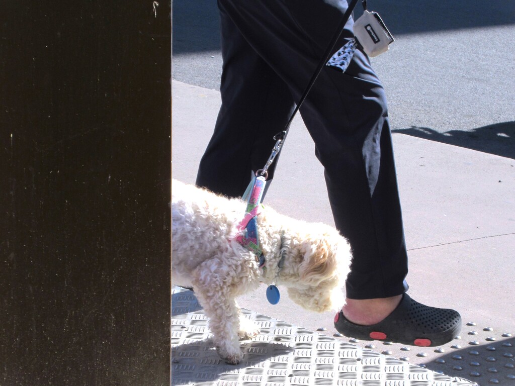 アフロな犬～♪