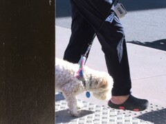 アフロな犬～♪