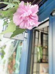 夏の思い出～～