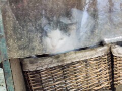 早朝～ 野良ちゃんのmy place～